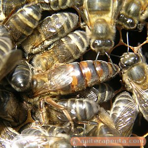 abeja reina rodeada de su corte HD